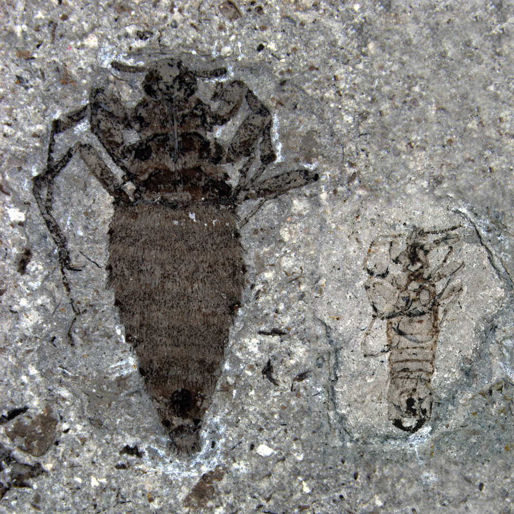 ジュラ紀中期のノミ（左が雌、右が雄）