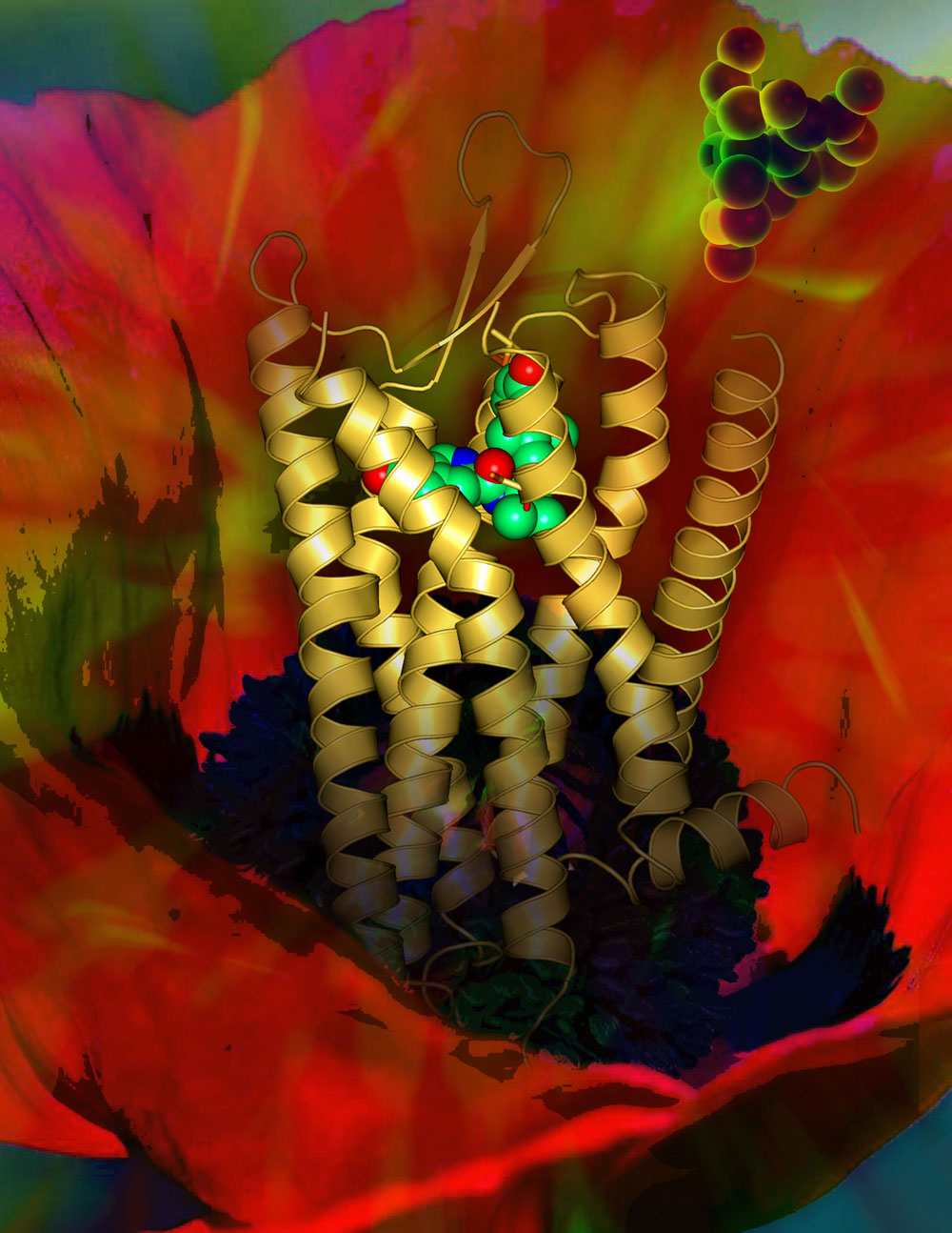 κオピオイド受容体と古典的アゴニストであるモルヒネ分子。背景はケシの花。