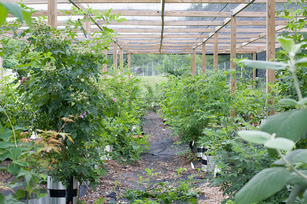 米シラキュース大学のキャンパスで研究用に栽培されている低木類。