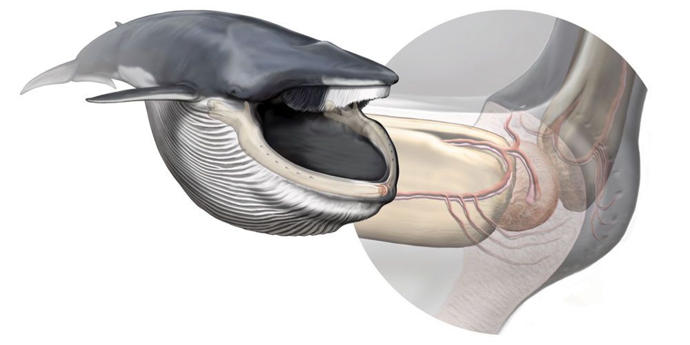 ナガスクジラ（左）とその顎で新たに発見された感覚器（右）。
