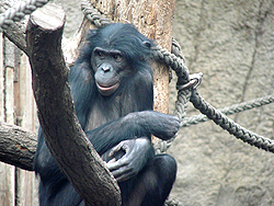 ライプチヒ動物園の雌のボノボ、Ulindi。