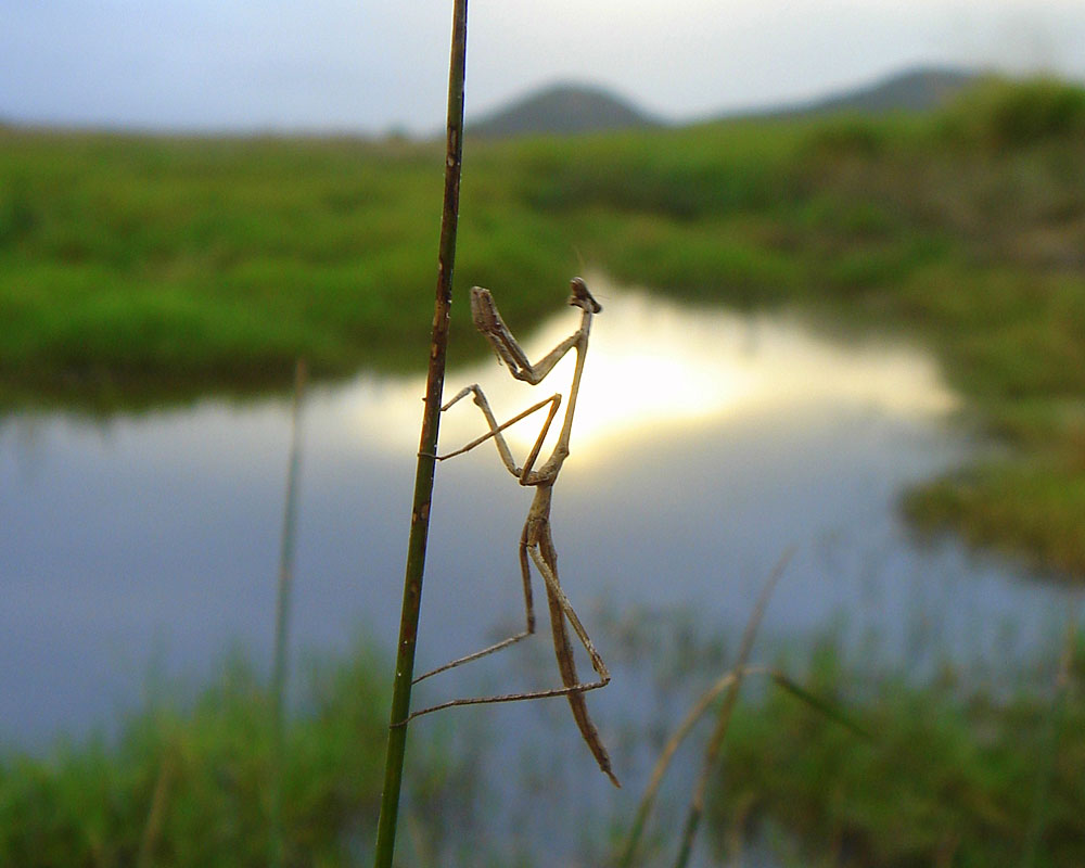 湿地近くで獲物を探すカマキリ。