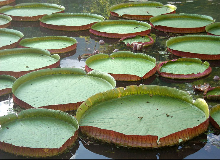 世界最大の葉身を持つ、スイレン科のオオオニバス（<i>Victoria amazonica</i>）。