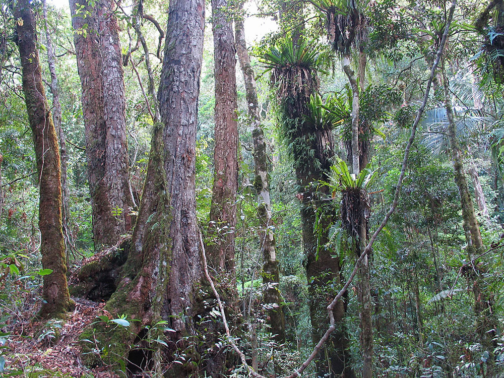 オーストラリアのクイーンズランド州とニューサウスウェールズ州との境に見られる、冷温帯雨林（左側）と亜熱帯雨林（右側）の移行帯。それぞれ多様な種で構成されるこれら2つの群集では、共に樹木の密度が高く、強い競争が見られる。
