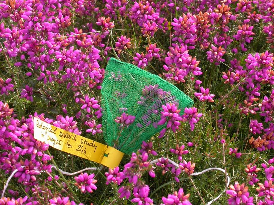 ベルヒースの花蜜測定の様子。網をかぶせて花粉媒体者が利用できないようにして、24時間で生産される花蜜の量を測定した。