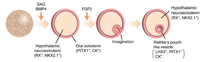ヒト胚性幹細胞から自己組織化によって形成された機能的な下垂体前葉