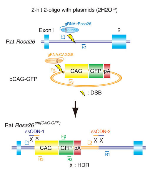 CRISPR-CasによるssODNを介した受精卵における大きなゲノム領域のノックイン
