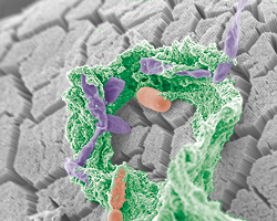 走査型電子顕微鏡で撮影されたマウスの腸内細菌の疑似カラー画像。