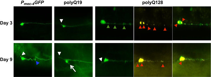 加齢中の<i>C. elegans</i>ニューロンの形態リモデリングはタンパク質恒常性の乱れによって変化する