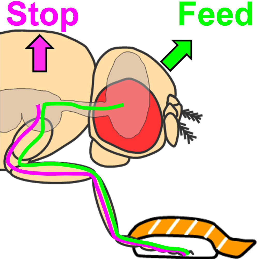 ショウジョウバエの甘味受容体神経の機能は味覚器官相互の間で、また味覚器官内部でも異なっている