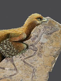 今回新たに発見された原始的な鳥類型獣脚類<i>Aurornis xui</i>の化石と復元画。