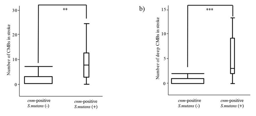 脳出血および深部微小出血と<i>cnm</i>陽性ミュータンス菌（<i>Streptococcus mutans</i>）の関連；病院コホート研究