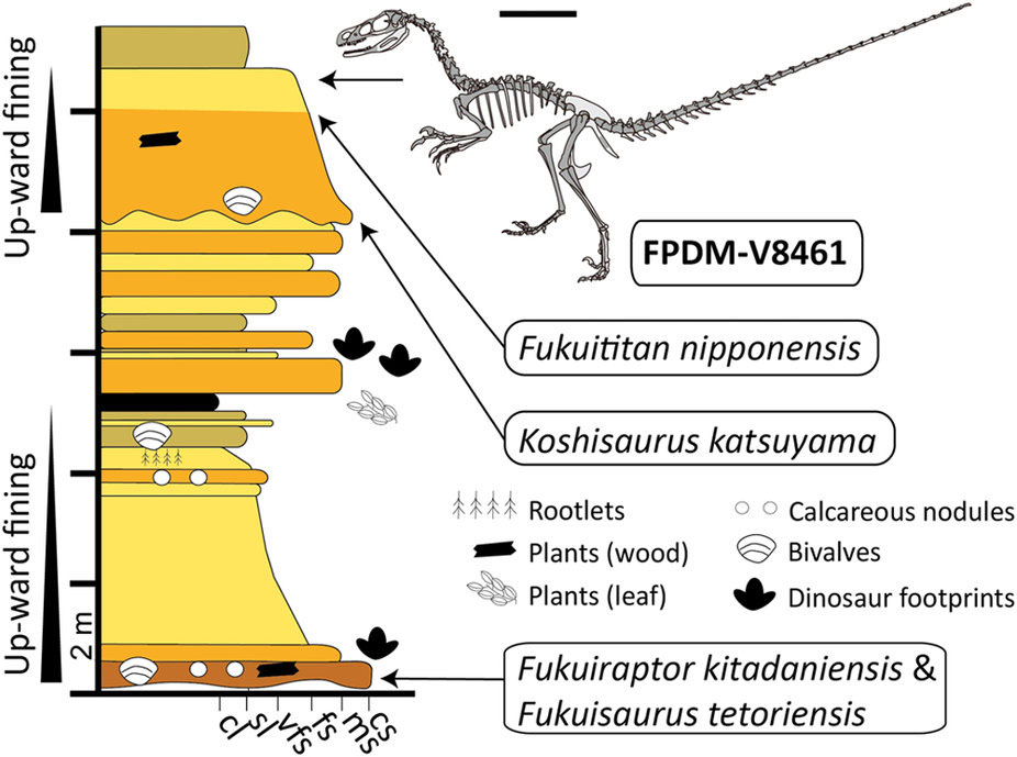 日本の前期白亜紀層で見つかった、コエルロサウルス類のモザイク進化を際立たせる奇妙な獣脚類