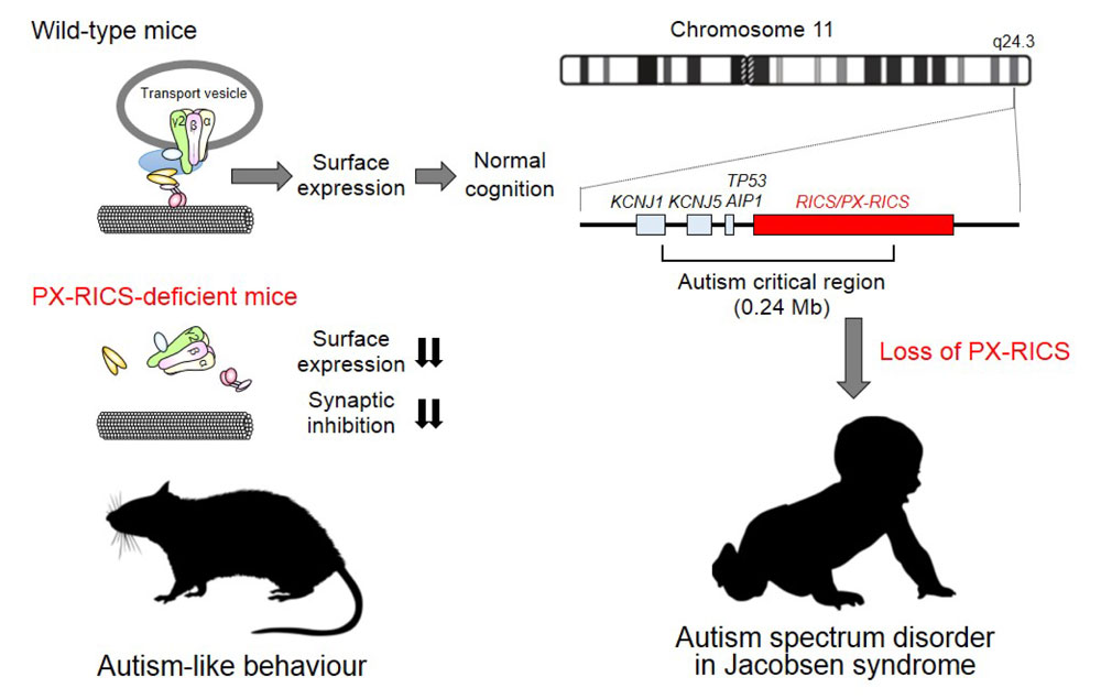 <i>PX-RICS</i>-欠損マウスはGABA<sub>A</sub>受容体の輸送障害によりヤコブセン症候群における自閉症スペクトラム障害に類似した症状を呈する