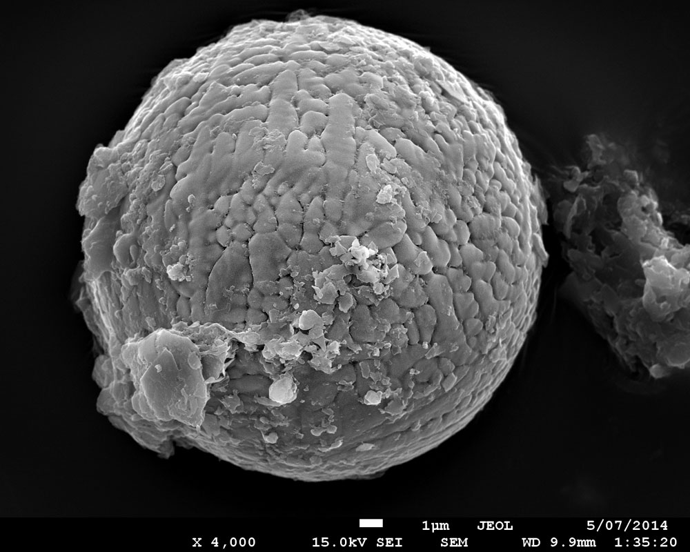 27億年前の石灰岩から見つかった、60個の微小隕石のうちの1つ。