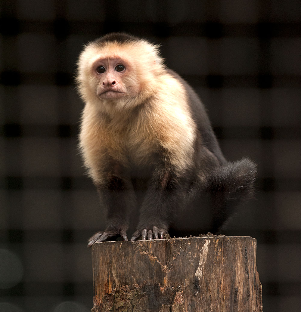 今回発見された化石サル類<i>Panamacebus</i>の近縁と考えられる、現生新世界ザルのオマキザル類。