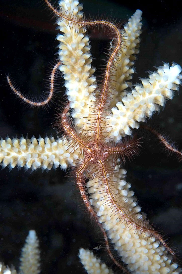 サンゴに巻き付くアカトゲクモヒトデ（<i>Ophiothrix purpurea</i>）。