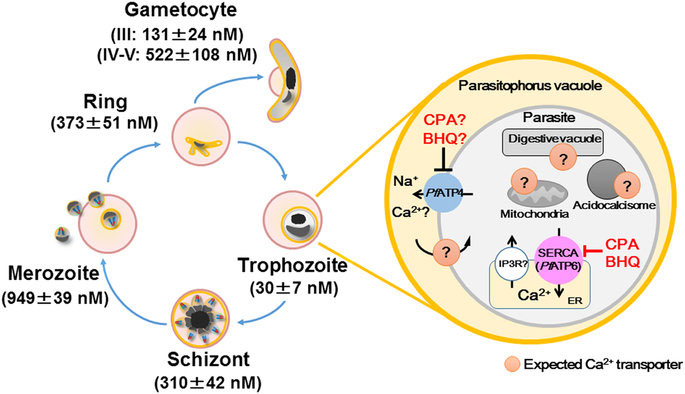 Yellow cameleon-Nanoバイオセンサーによる熱帯熱マラリア原虫（<i>Plasmodium falciparum</i>）におけるCa<sup>2+</sup>モニタリング