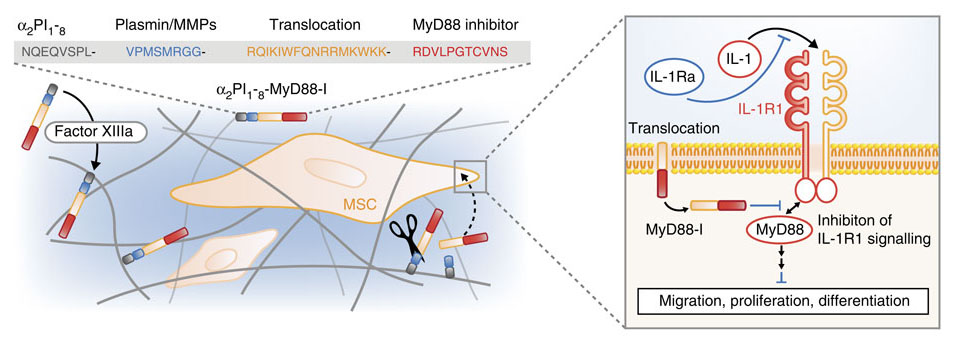 IL-1R1/Myd88シグナル伝達の阻害は間葉系幹細胞による組織再生を促進する