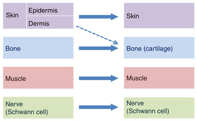 イモリの肢の筋再生では幹細胞型から脱分化型への切り替えが発生段階により調節される