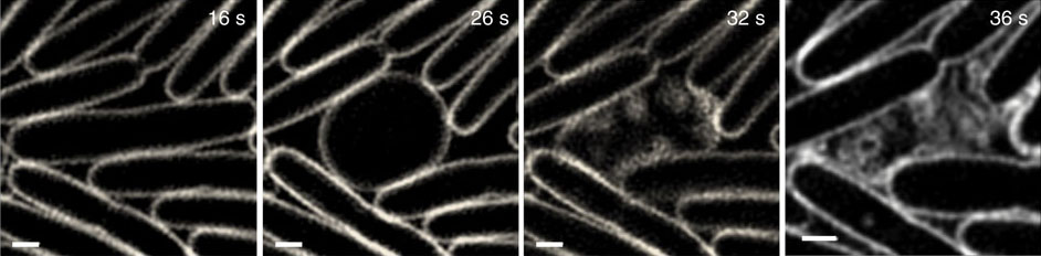 破裂を伴う細菌の細胞死（explosive cell lysis）は細菌が膜小胞やバイオフィルムを形成するための機構である