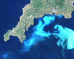 1999年に英国コーンウォール沖で発生した<i>E. huxleyi</i>のブルームの衛星画像（白濁した青色の部分がブルーム）。