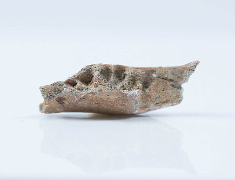 今回マタ・メンゲで発掘された下顎の断片化石。