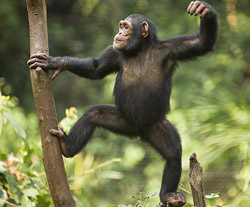 樹上で遊ぶ雌のチンパンジー。