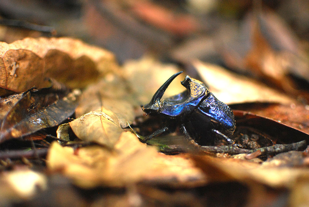 撹乱されていない森林にのみ生息する、大型の食糞性コガネムシ<i> Coprophanaeus lancifer</i>。