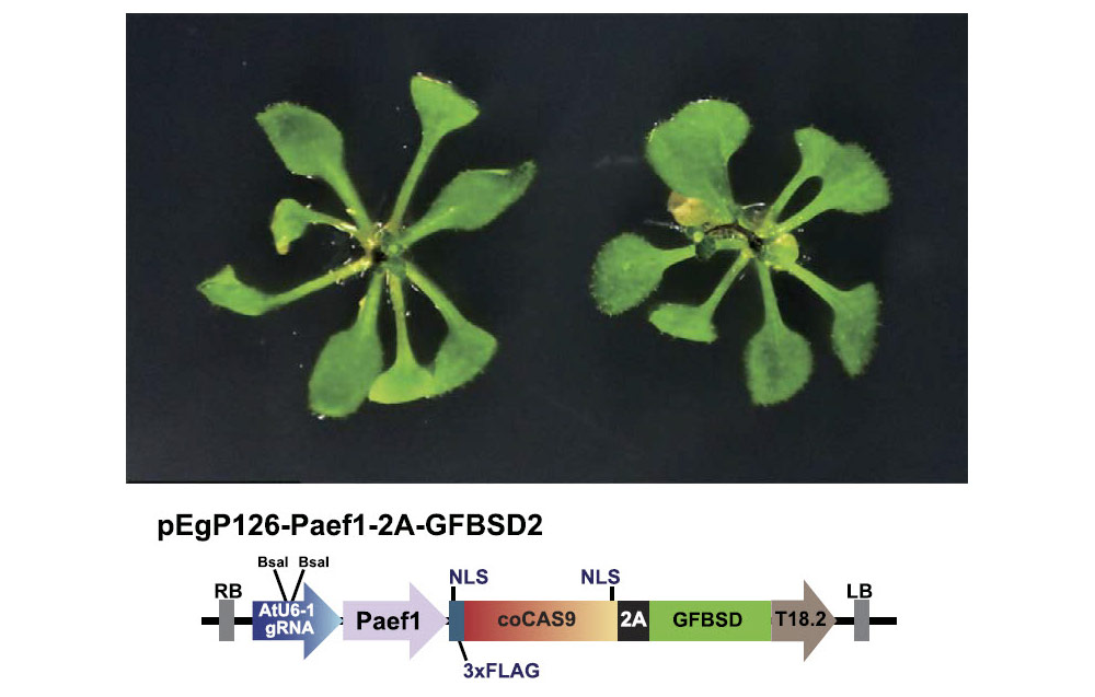 CRISPR/Cas9ゲノム編集の最適化による植物の非生物的ストレス応答の改変