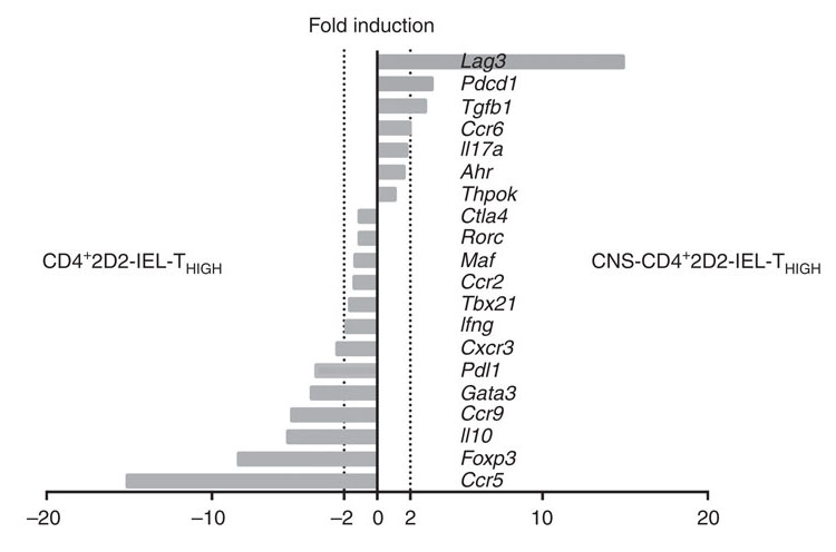 腸内環境によって誘導される上皮内自己反応性CD4<sup>+</sup> T細胞はLAG-3を介して中枢神経系自己免疫を抑制する