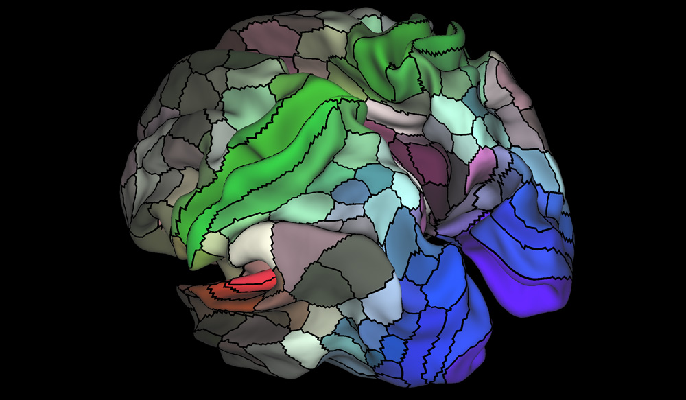 ヒトの左右の大脳半球表面上に描かれた、多モード皮質区分。区分領域は半球当たり計180に上る。