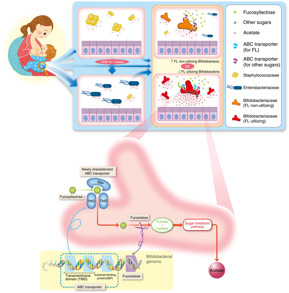 ビフィズス菌が持つフコシルラクトース利用遺伝子は乳児の腸内フローラの形成に影響を与える