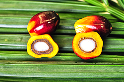 アブラヤシの異なる果実形態。殻の薄いtenera（右）の油脂収量は殻の厚いdura（左）のものより30％も多い。