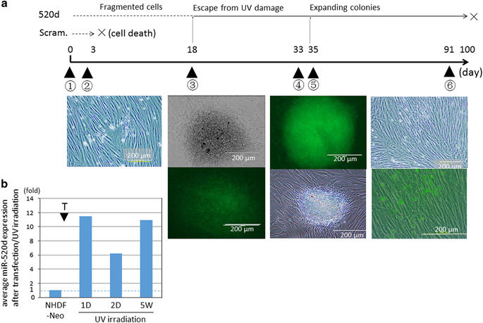 Hsa-miR-520d-5pは致死線量のUV照射を受けたヒト皮膚線維芽細胞の生存を促進する