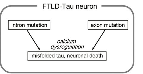 カルシウム制御異常はFTLD患者由来のiPS細胞から作製したニューロンにおける神経変性の原因となる