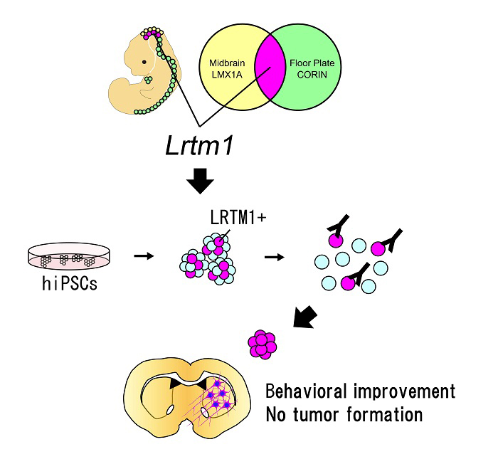 LRTM1を用いたヒトESおよびiPS細胞由来の機能的中脳ドパミン神経前駆細胞の純化