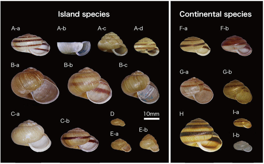 陸産貝類における消極的防御と積極的防御の平行進化