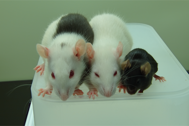 左から順に、ラットとマウスのキメラ、野生型のWistarラット、野生型のC57BL6マウス。キメラはマウスの誘導多能性幹細胞をラット胚に注入して作製した。