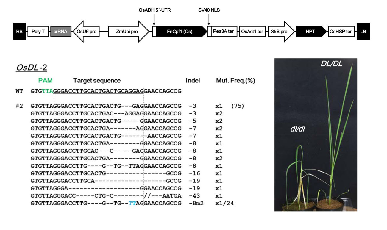<i>Francisella novicida</i>由来Cpf1によるイネおよびタバコゲノムの高効率な標的変異導入