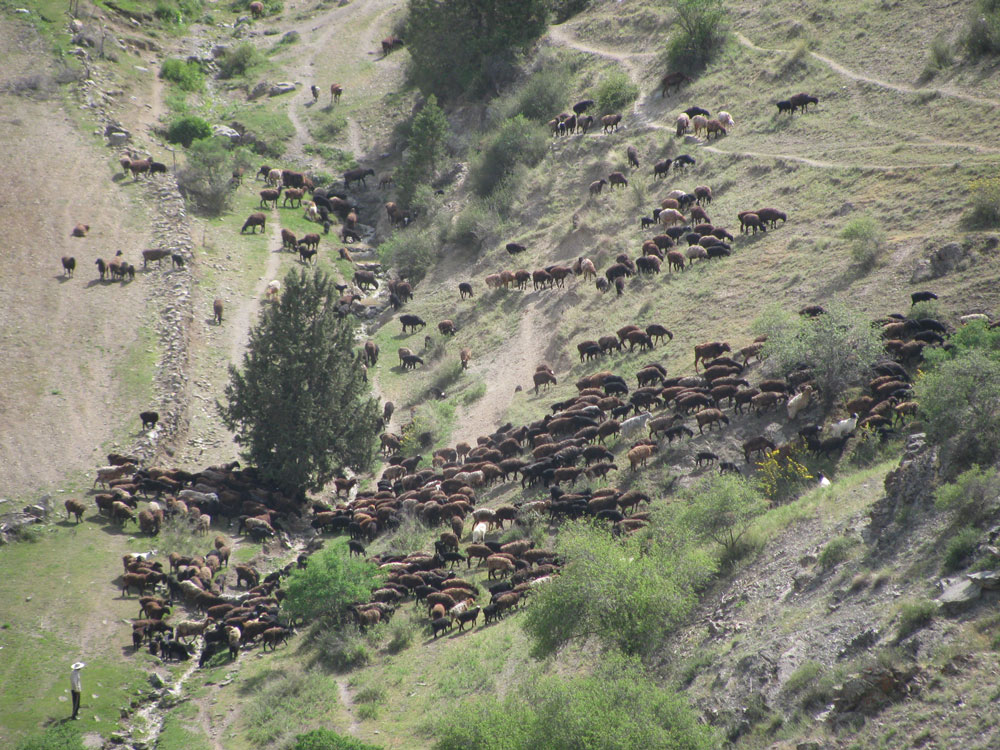 ウズベキスタンの高地（標高2000 m）で、山の斜面を流れるように移動する羊の群れ。