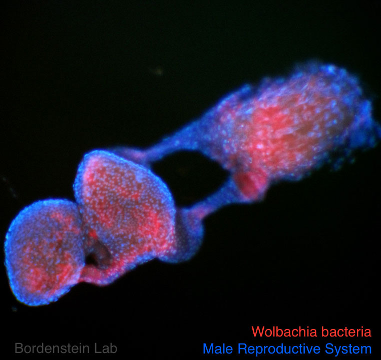 宿主である昆虫の精巣（青色で染色）に感染したボルバキア（赤色で染色）の顕微鏡画像（倍率は100倍）。