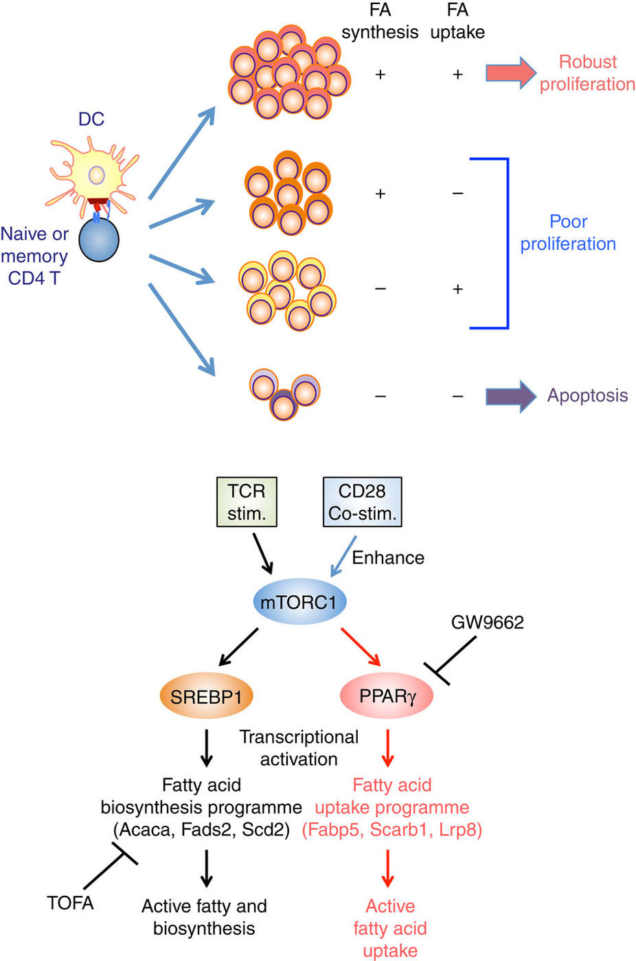 mTORを介したPPARγ誘導による脂肪酸代謝の再リプログラミングはT細胞の早期活性化を方向づける