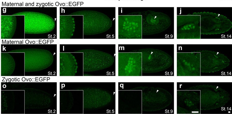 マウスとショウジョウバエ（<i>Drosophila</i>）の生殖系列の発生におけるOvoの保存された役割