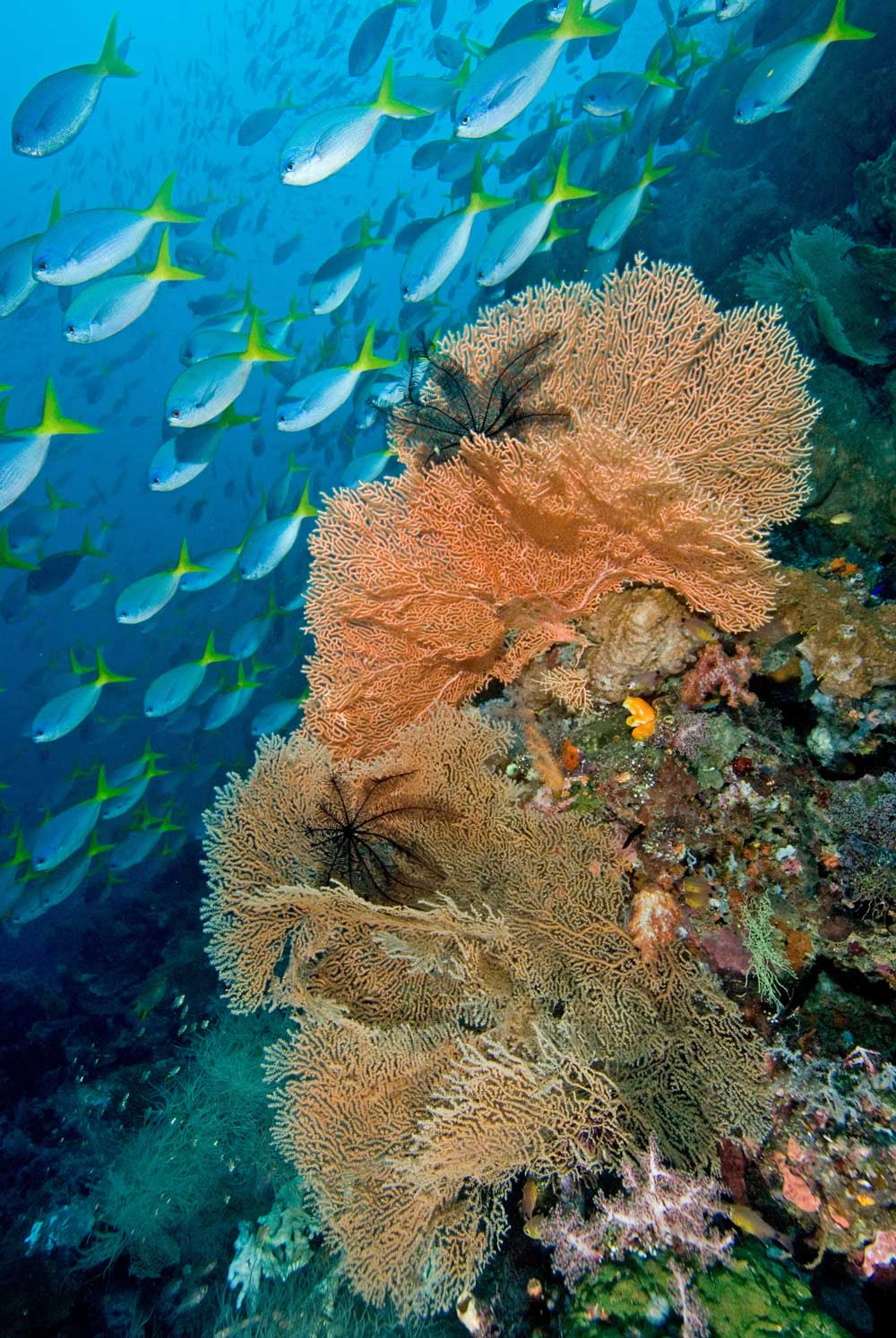 インドネシア・ラジャアンパット海洋保護区、ミソール島の南に浮かぶフィアバチェット島のダイビングスポット「ホエールロック」。この海域は多様性が非常に豊かなことで知られる。