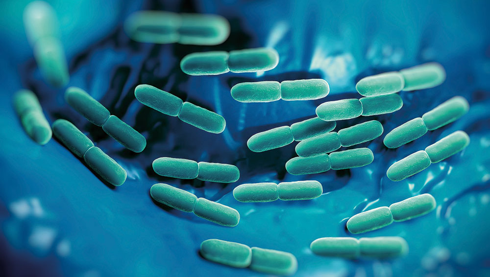 The Global Grants for Gut Health