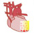 心筋幹細胞で世界初の心臓の再生治療を実現