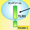 自然免疫を発動するTLR3が、1本鎖のRNAも認識することを発見！