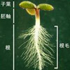 植物の根が細長く成長するしくみを解明！