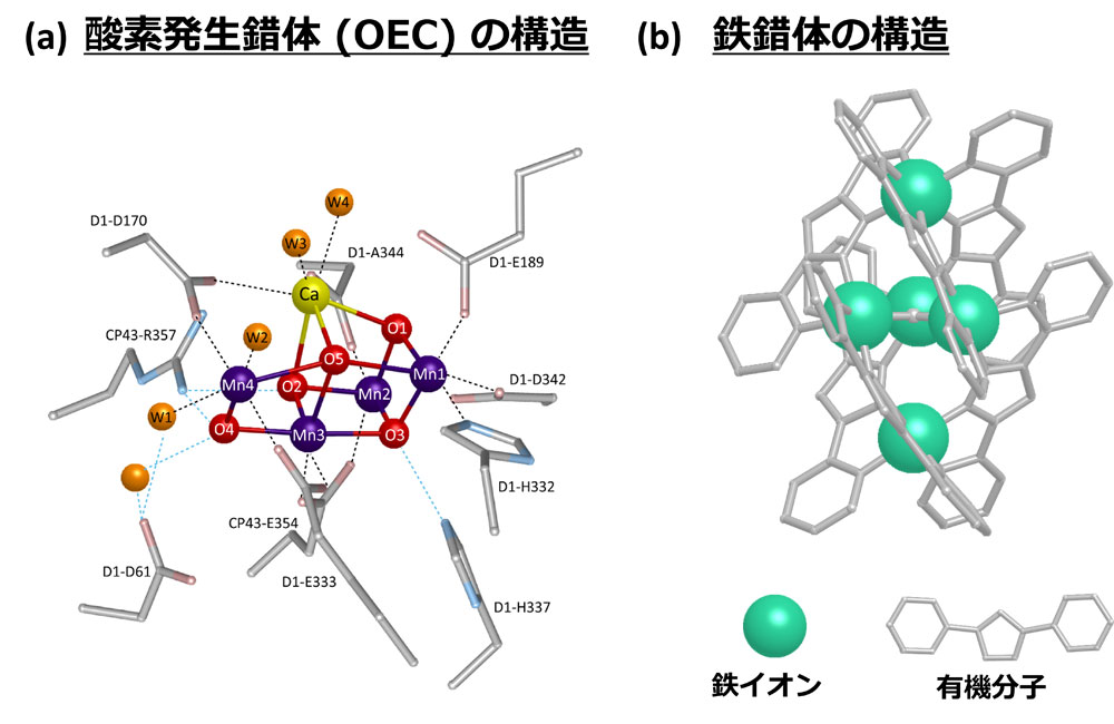 図1:葉緑体が持つ酸素発生錯体(OEC)と鉄錯体の構造